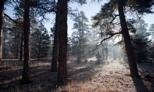 Kaibab National Forest Arizona