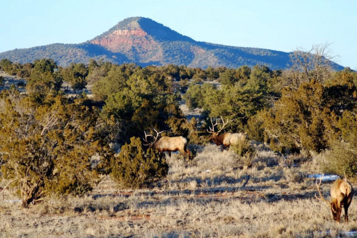 Arizona Vacation Rental Homes — Flagstaff, AZ