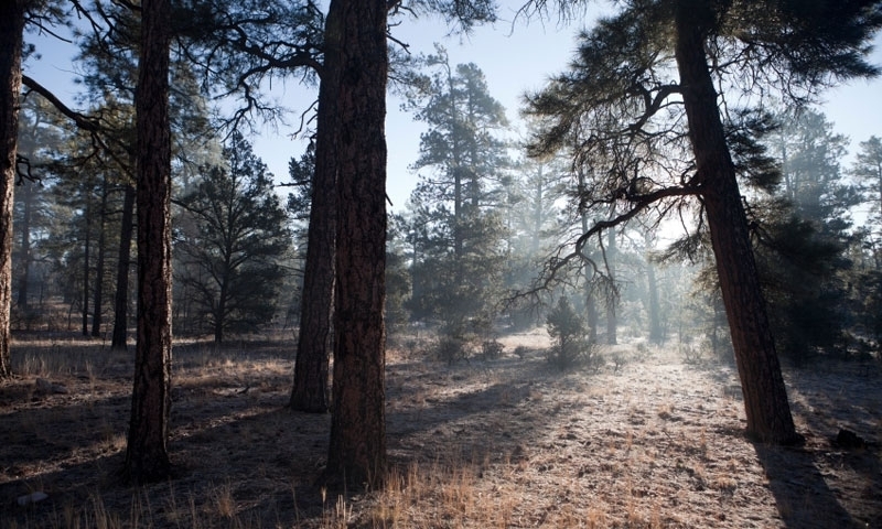 Kaibab National Forest in Northern Arizona