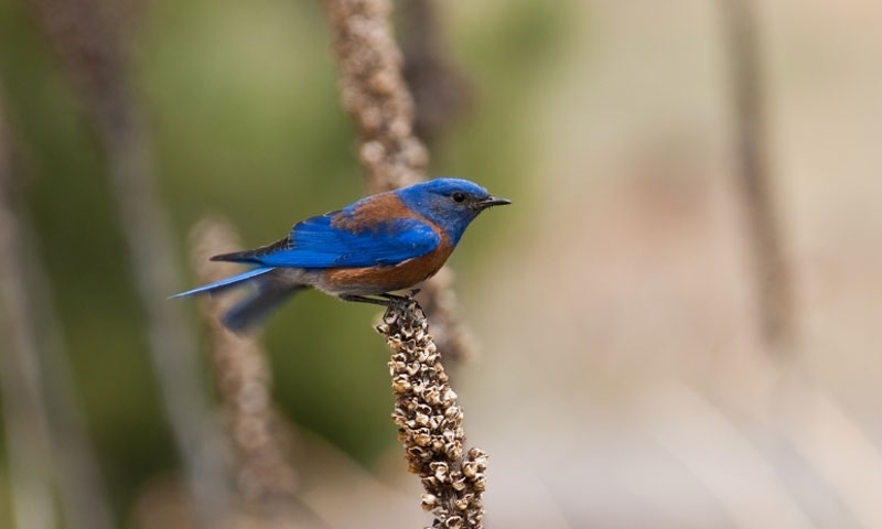 Western Bluebird in Flagstaff Arizona