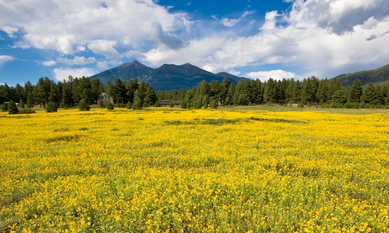 San Francisco Peaks and Mount Humphreys